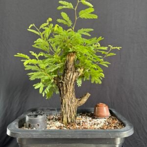 IMG_2400 Caliandra Spinosa - 12 Anos