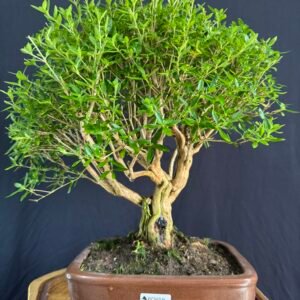 IMG_2416 Serissa Foetida - 15 Anos