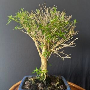 IMG_3025 Bonsai Serissa Phoetida - 06 anos